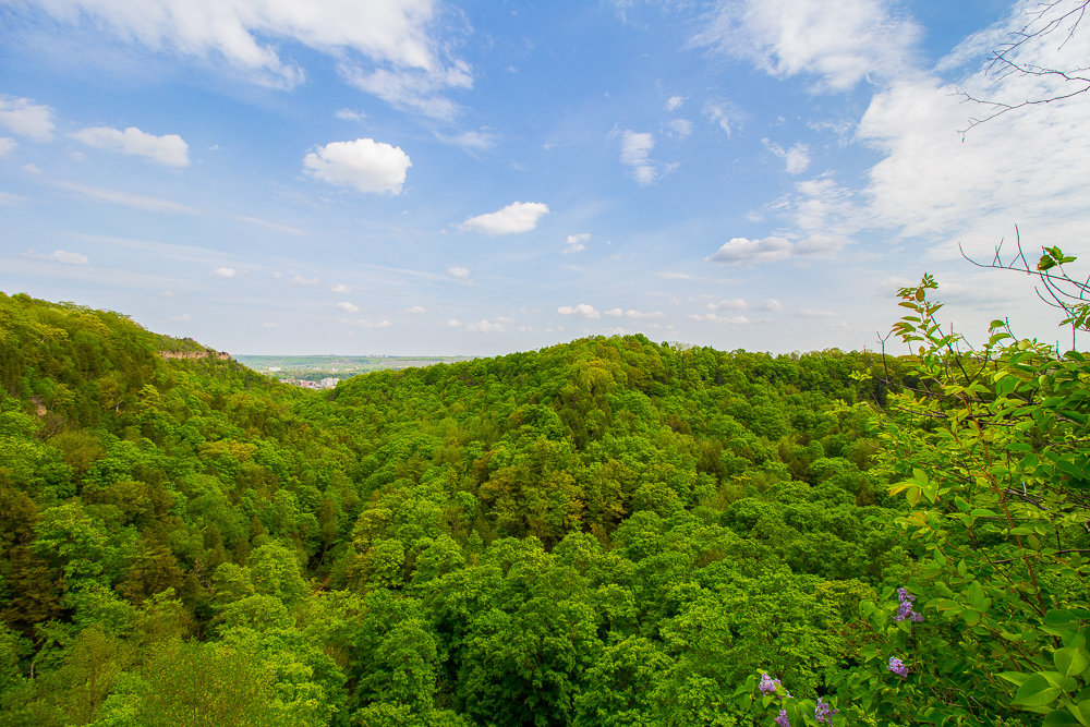 Spencer Gorge Spring